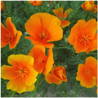 Sluncovka kalifornská oranžová - Eschscholzia californica- semena - 200 ks