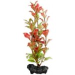 Tetra Ludwigia repens - Red Ludwigia 15 cm – Zboží Dáma