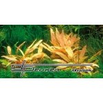 Cryptocoryne spec. Flamingo – Zboží Dáma