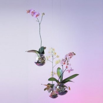 Evervit Závěsný květináč Flying Orchids 160 mm skleněný