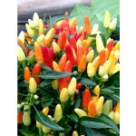 Stumpy – Zboží Dáma