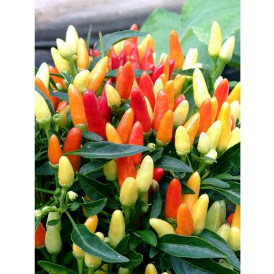 Stumpy – Zboží Dáma