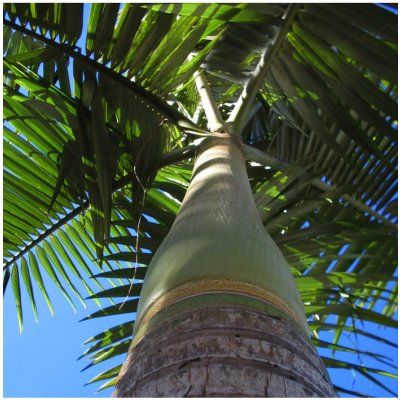 Palma vánoční - Adonidia merrillii - semena palmy - 2 ks