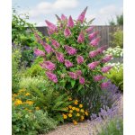 Zakrslý motýlí keř 'Candy Little Pink' – Zboží Dáma