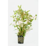 Nesaea pedicellata – Sleviste.cz