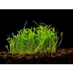 Lilaeopsis novea zelandia - Liliovníček novozélandský – Zboží Dáma