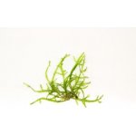 Taxiphyllum sp. Giant – Zboží Dáma