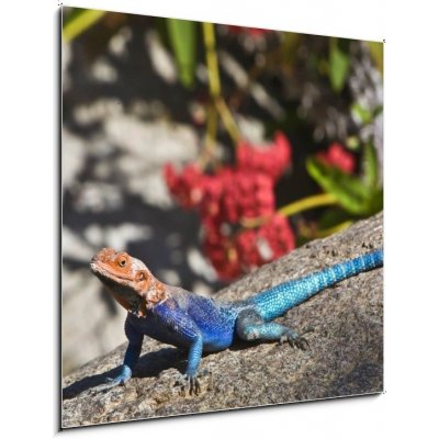 Skleněný obraz 1D - 50 x 50 cm - Red-headed Rock Agama on rock Červené – Hledejceny.cz