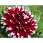 Jiřina 'Duet' 1 ks – Zboží Dáma