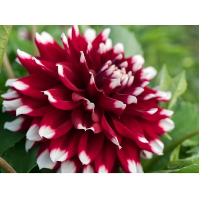 Jiřina 'Duet' 1 ks – Zboží Dáma