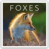 Kalendář Foxes Füchse 2024