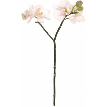 SHISHI Růžová orchidej 30 cm