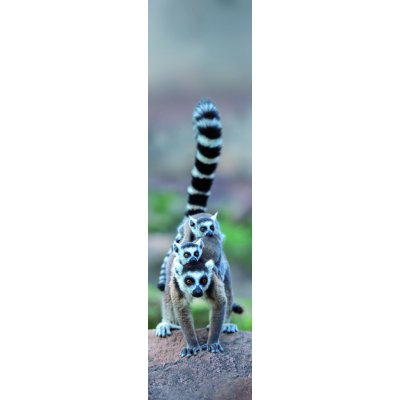 Záložka 3D - Lemur Family – Hledejceny.cz