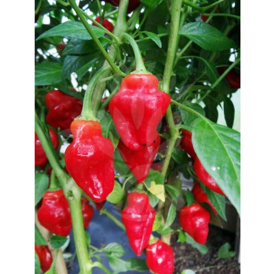 Habanero Tasmanian – Zboží Dáma