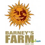 Barney's Farm Gorilla Glue AUTO semena neobsahují THC 10 ks – Zboží Dáma