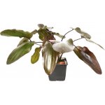 Echinodorus Ozelot – Zboží Dáma