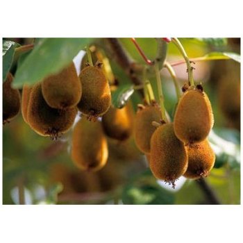 Semínka minikiwi - Actinidia arguta - Minikiwi - prodej semen - 5 ks