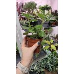 Rýmovník argentinský – Hledejceny.cz