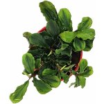Bucephalandra sp. Green Wavy – Zboží Dáma