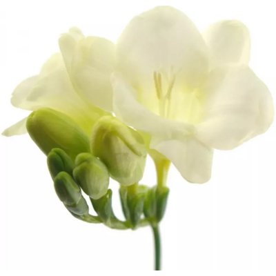Frézie EN AMBIANCE 50cm/20g – Zboží Dáma