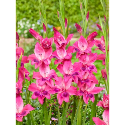 Mečík nanus 'Vulcano' 5 ks – Sleviste.cz