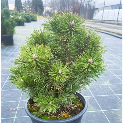 Pinus mugo 'Liliput' Prodejní velikost: 020/030, Velikost hrnku: 5 l – Zbozi.Blesk.cz