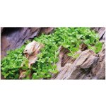 Micranthemum Monte Carlo – Zboží Dáma
