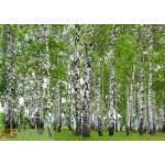 AG design FTS-1304 Papírová fototapeta Břízový les rozměry 360 x 254 cm – Hledejceny.cz