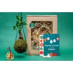 Gardners Vánoční dárková sada - Kokedama Ficus microcarpa ginseng (S) Fíkovník drobnoplodý 1 ks – Hledejceny.cz