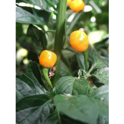 Aji Charapita – Sleviste.cz