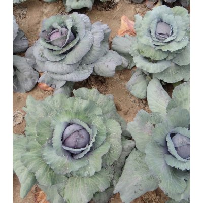 Zelí Rufus - Brassica oleracea - semena - 150 ks