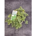 Pelargonium graveolens máta – Hledejceny.cz