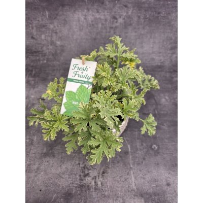 Pelargonium graveolens máta – Hledejceny.cz