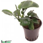 Anubias barteri coin Leaf – Zbozi.Blesk.cz