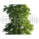 WEBLUX 23591299 Fototapeta vliesová Tree isolated Strom izolovaný rozměry 145 x 100 cm – Hledejceny.cz