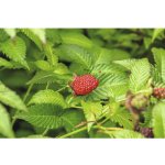 Ostružiník jahodnatý BIO Flora Self Rubus illecebrosus 30-40 cm květináč 3,5 l – Zboží Dáma