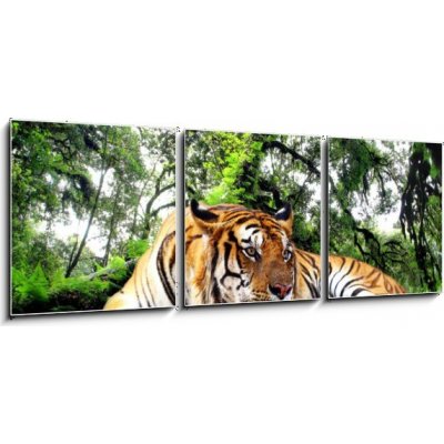 Obraz 3D třídílný - 150 x 50 cm - Tiger looking something on the rock in tropical evergreen forest Tygr hledá něco na skále v tropickém stálezeleném lese – Zbozi.Blesk.cz