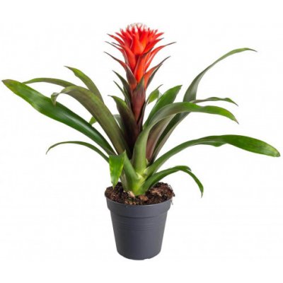 Bromélie, Guzmania Hope, vínovo - bílá – Zboží Dáma