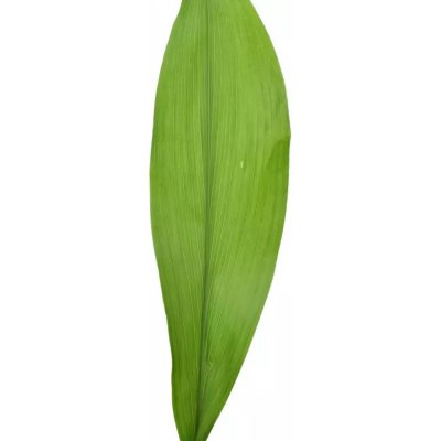 ASPIDISTRA 50 cm – Sleviste.cz