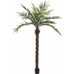Kentia palma Deluxe 300cm