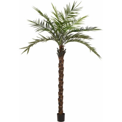 Kentia palma Deluxe 300cm