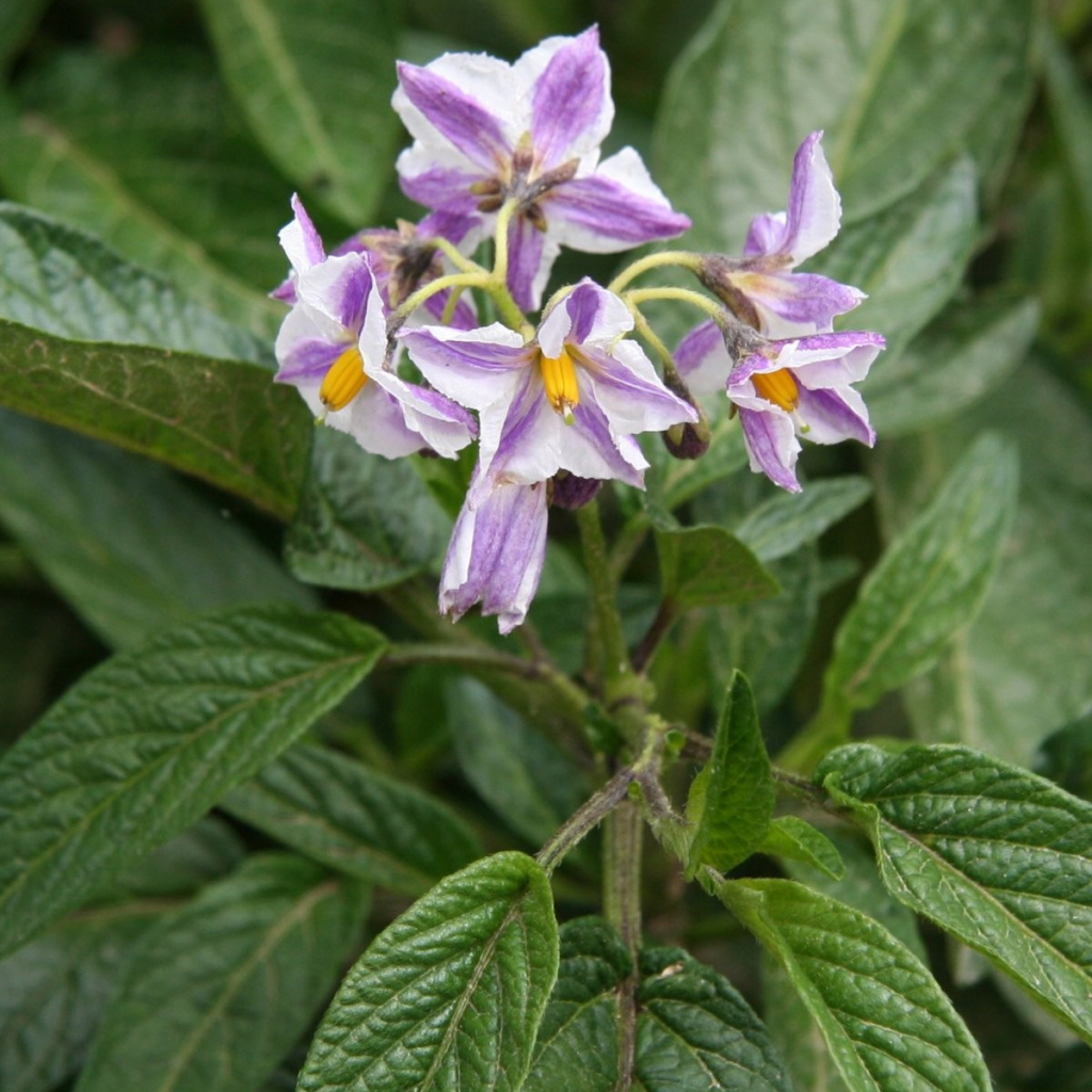 Pepino gold - Solanum muricatum - semena pepina - 5 ks