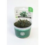 Cryptocoryne wendtii Kompakt – Sleviste.cz