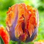 Lukon Glads Tulipán IRENE PARROT - tulipa – Zboží Mobilmania