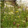 Osivo a semínko Louka pro motýly - osivo Planta Naturalis - směs lučních květin a trav - 40 g