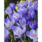 Krokus velkokvětý 'Grand maitre' 10 ks Velikost cibulek: 6/7 – Zboží Mobilmania