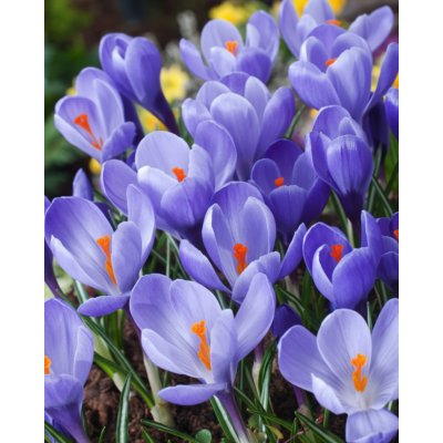 Krokus velkokvětý 'Grand maitre' 10 ks Velikost cibulek: 6/7 – Zboží Mobilmania