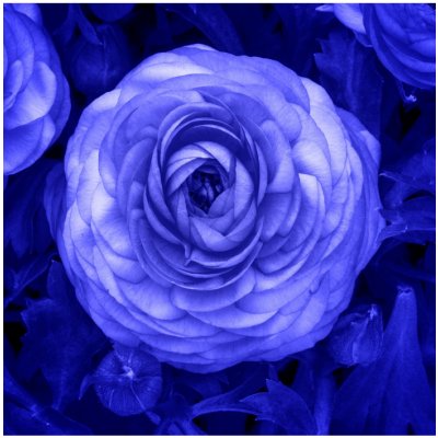 Pryskyřník modrý - Ranunculus asiaticus - hlízy pryskyřníků - 3 ks