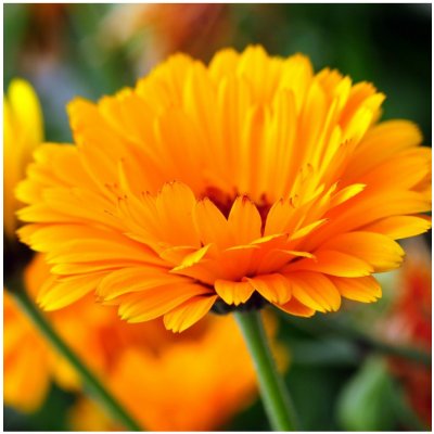 Měsíček lékařský - Calendula officinalis - semena měsíčku - 65 ks