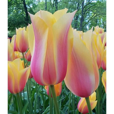 Tulipán Blushing Lady 10 ks – Hledejceny.cz